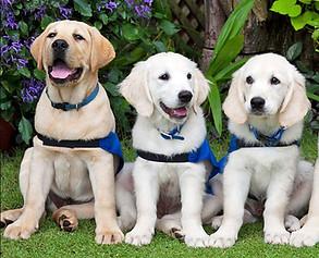 Service Dog Training